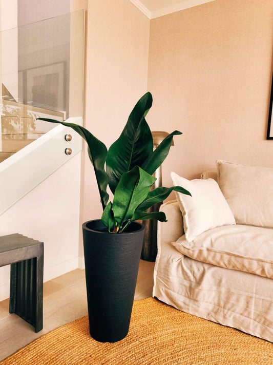 Anturio Coriaceum XXL + Macetero Torre - Elige tu color