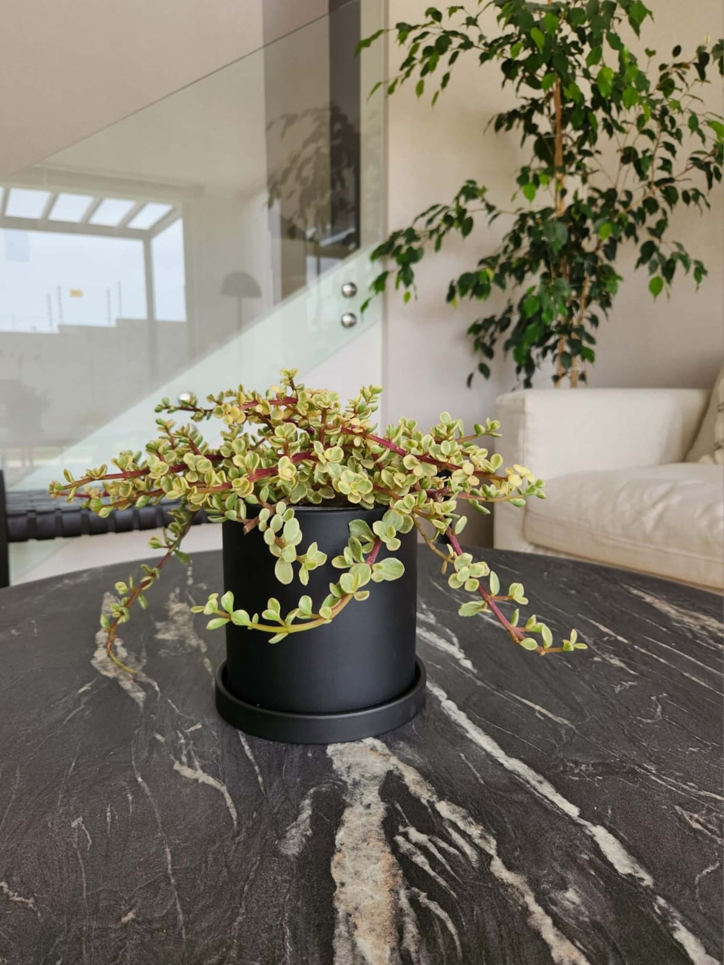 Árbol de Jade Variegado