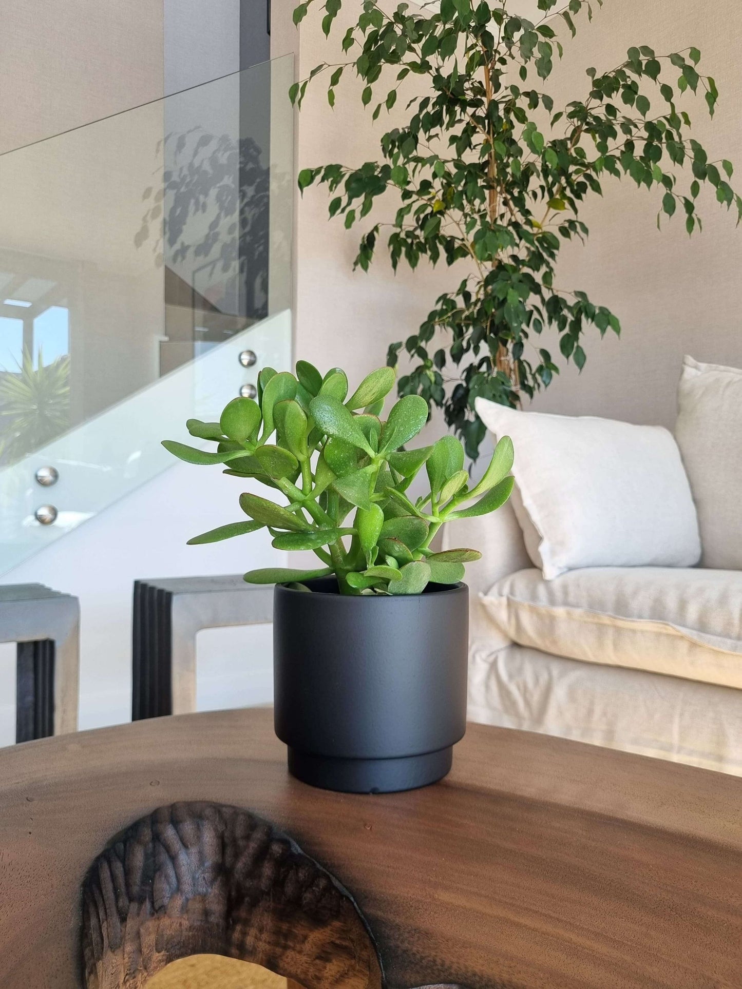 Árbol de Jade (Crassula Ovata) + Macetero Pipa - Elige tu color