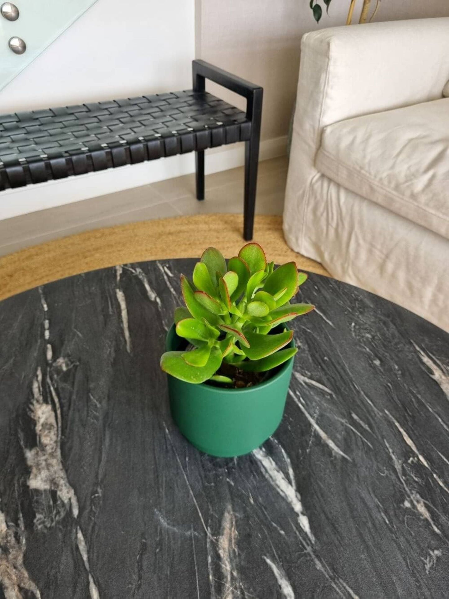 Árbol de Jade (Crassula Ovata) + Macetero Pipa - Elige tu color