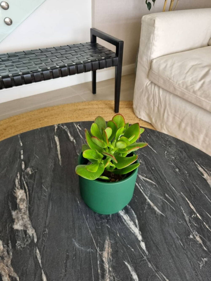 Árbol de Jade (Crassula Ovata) + Macetero Pipa - Elige tu color