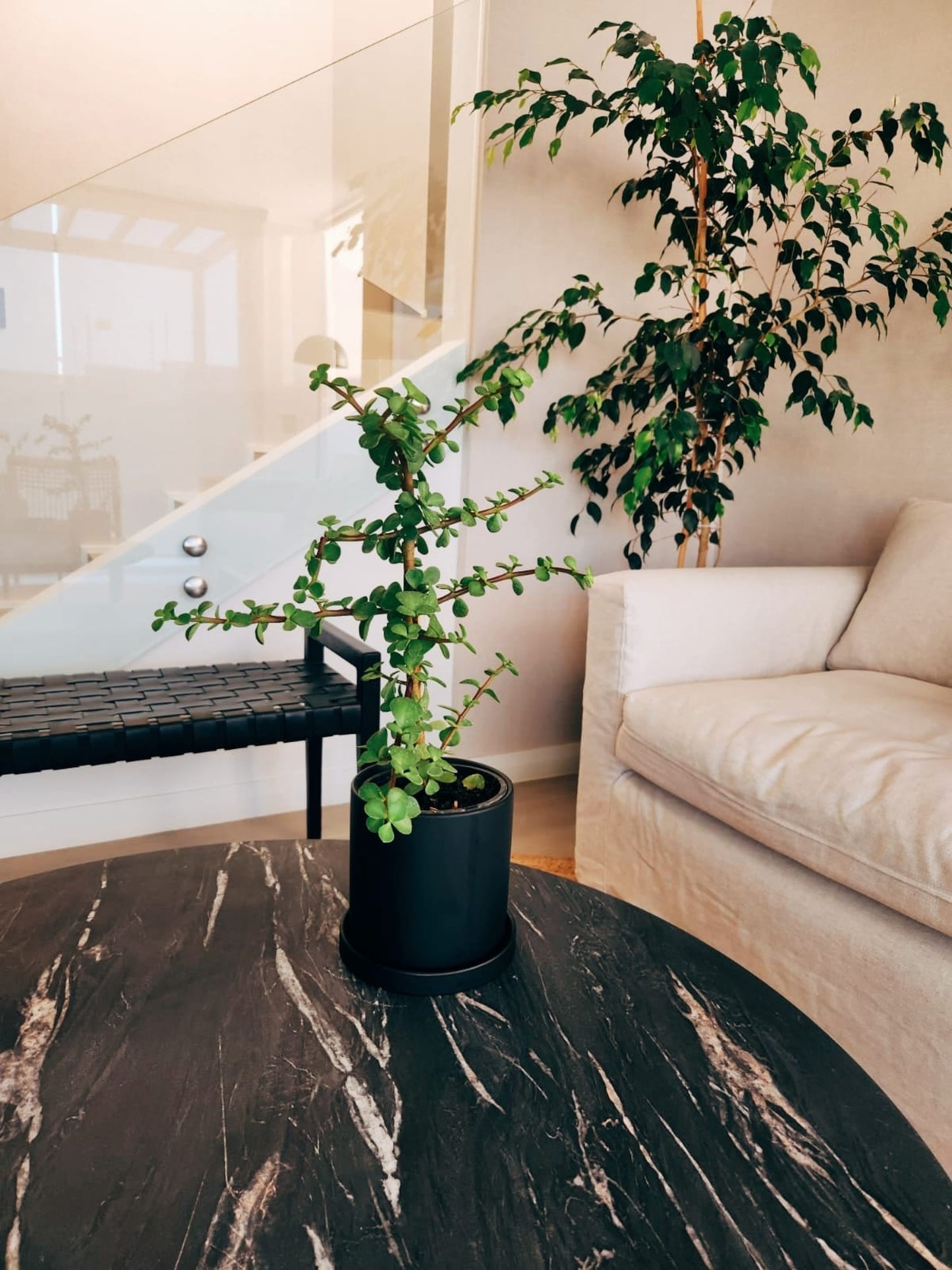 Árbol de Jade