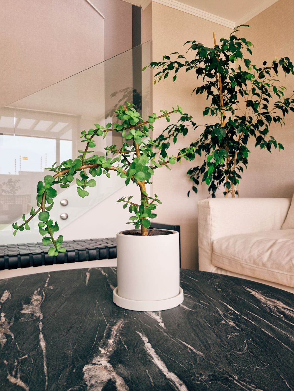 Árbol de Jade