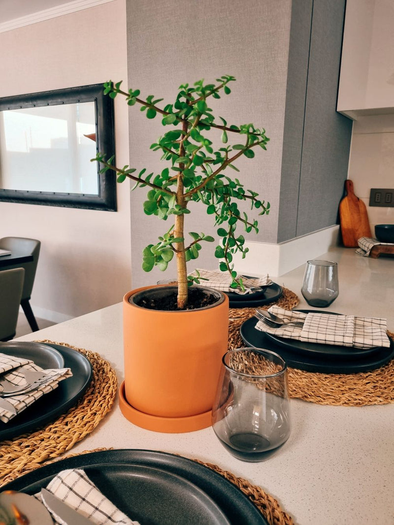 Árbol de Jade