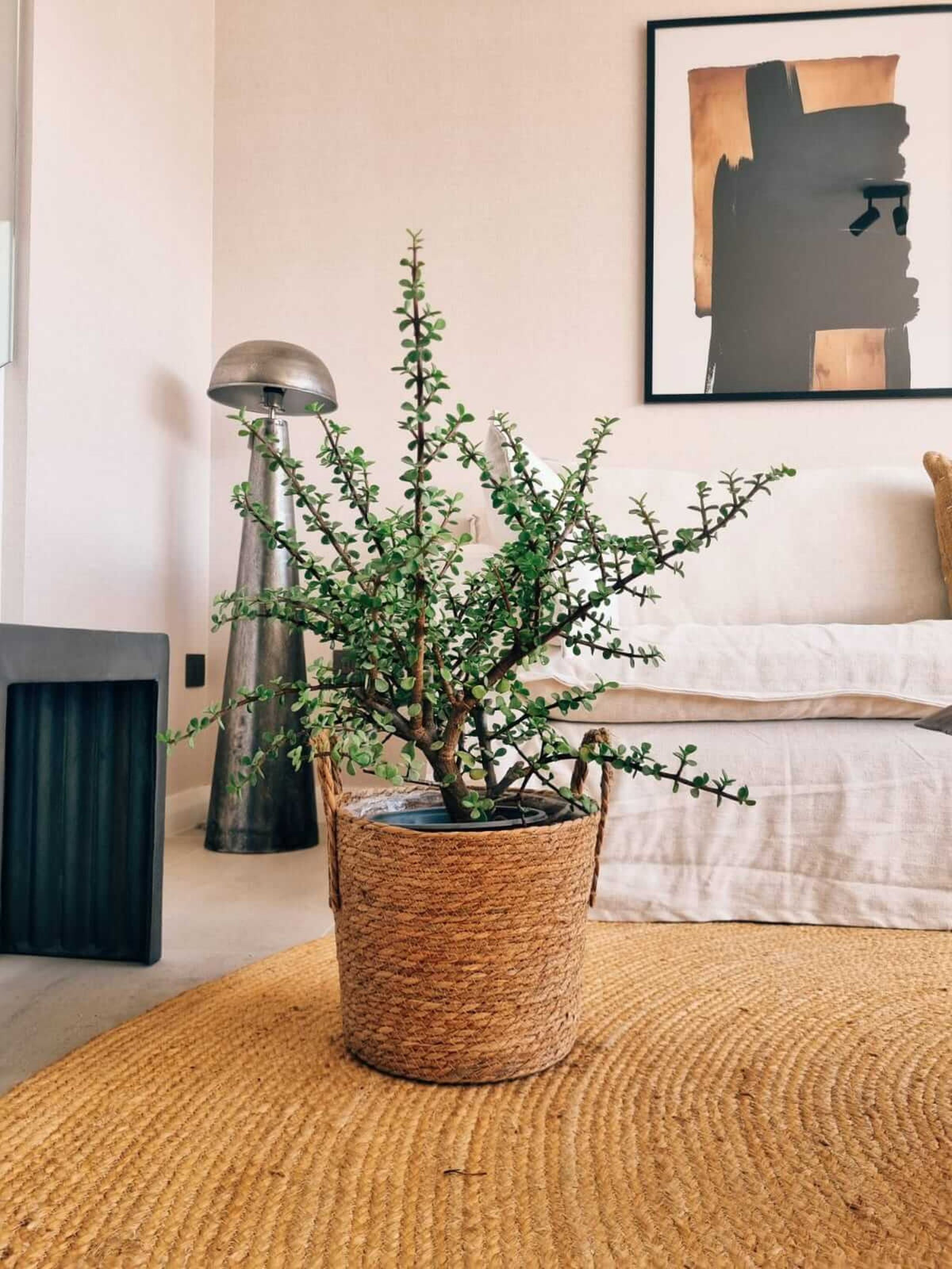 Árbol de Jade XL (Portulacaria Afra) + Canasto Rustic - Elige tu color