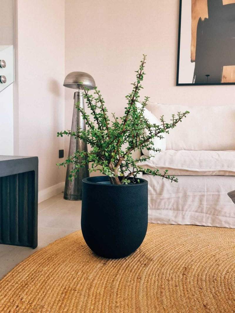 Árbol de Jade XL (Portulacaria Afra)