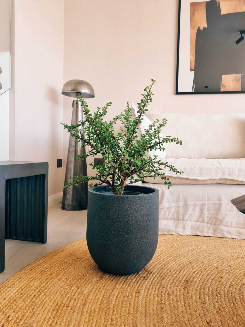 Árbol de Jade XL (Portulacaria Afra)