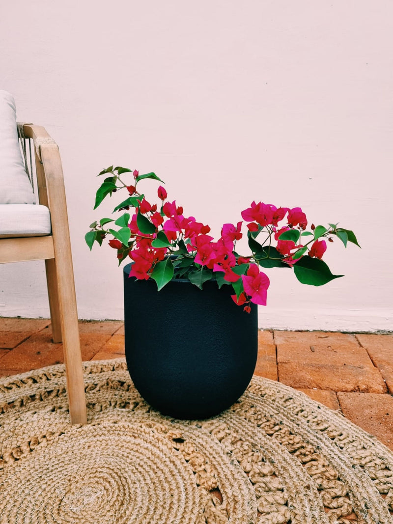 Bugambilia + Macetero Bruma - Elige tu color