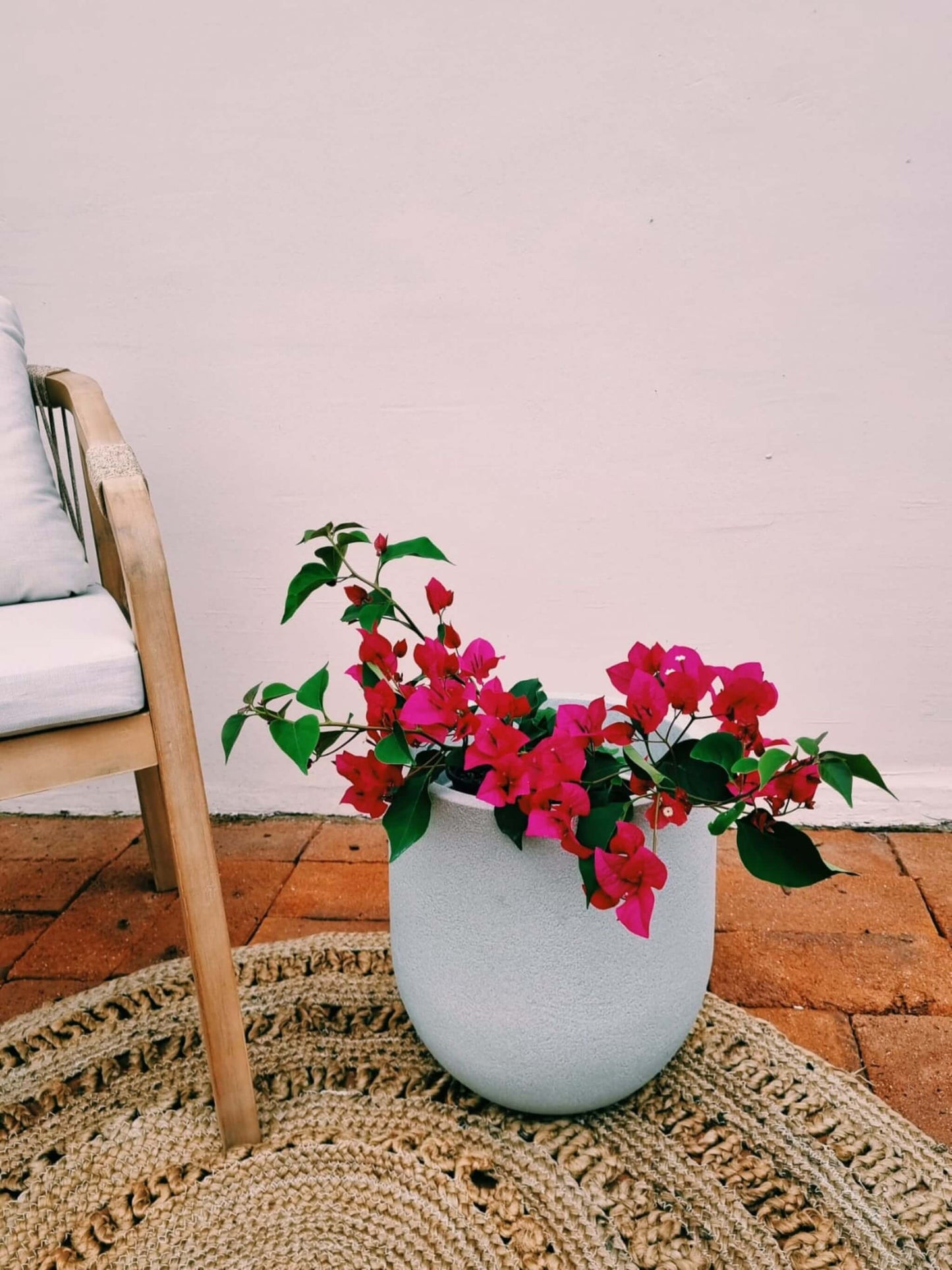 Bugambilia + Macetero Bruma - Elige tu color