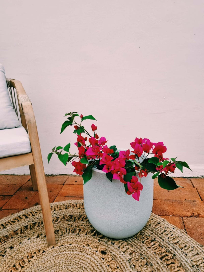 Bugambilia + Macetero Bruma - Elige tu color