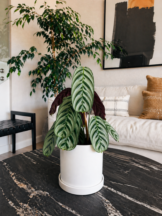 Calathea Calathea Burle-Marxii + Macetero Nórdico - Elige tu color