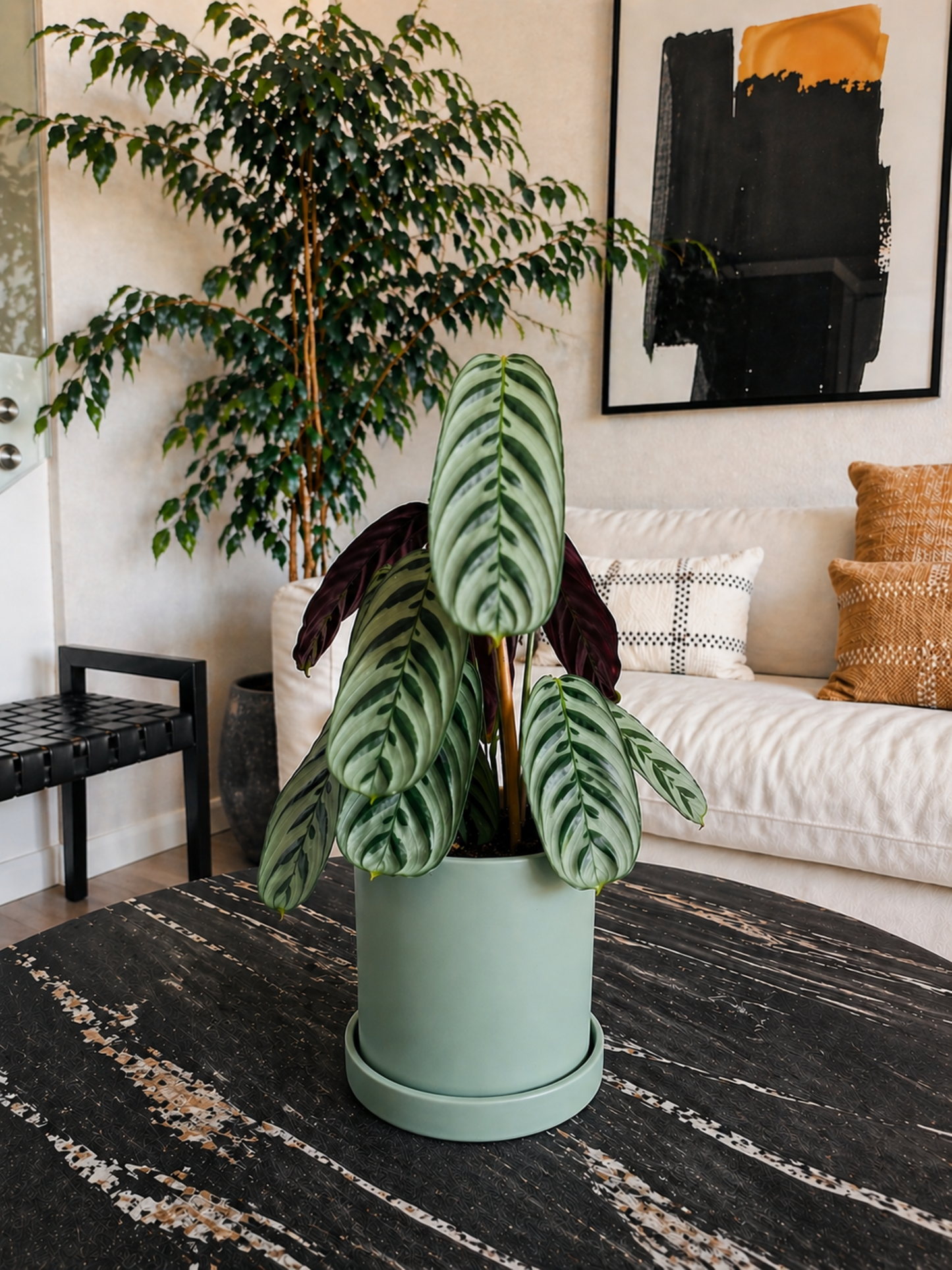 Calathea Calathea Burle-Marxii + Macetero Nórdico - Elige tu color