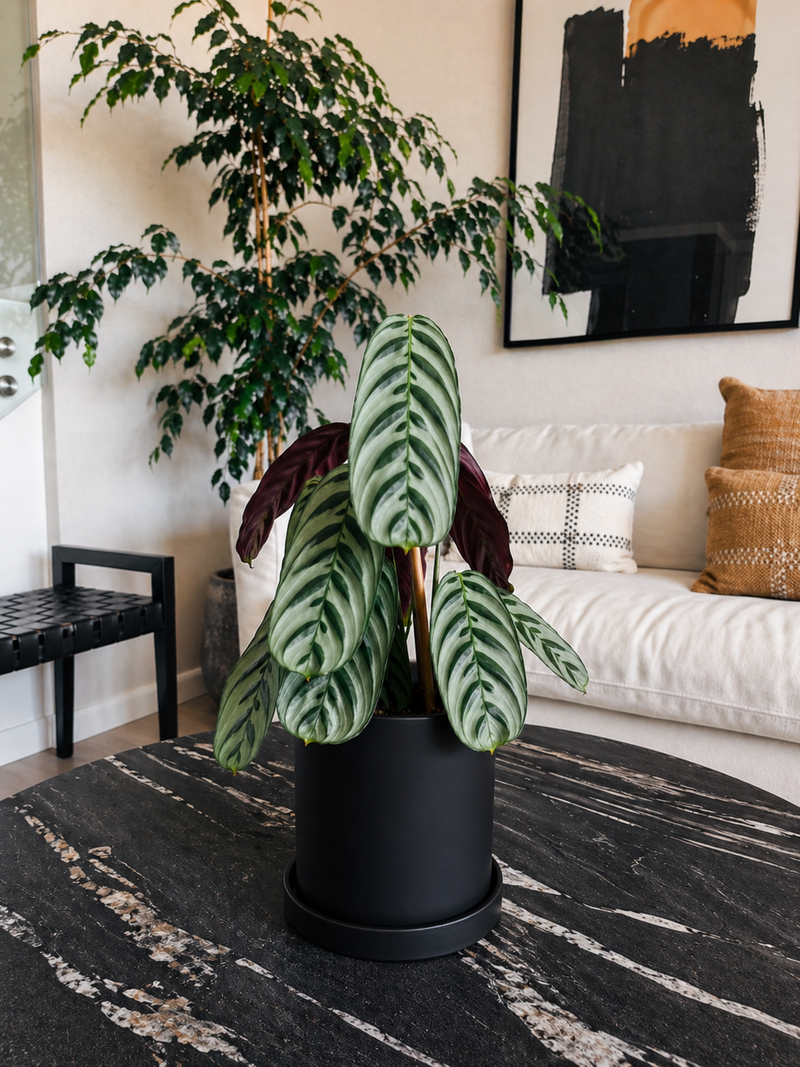 Calathea Calathea Burle-Marxii + Macetero Nórdico - Elige tu color