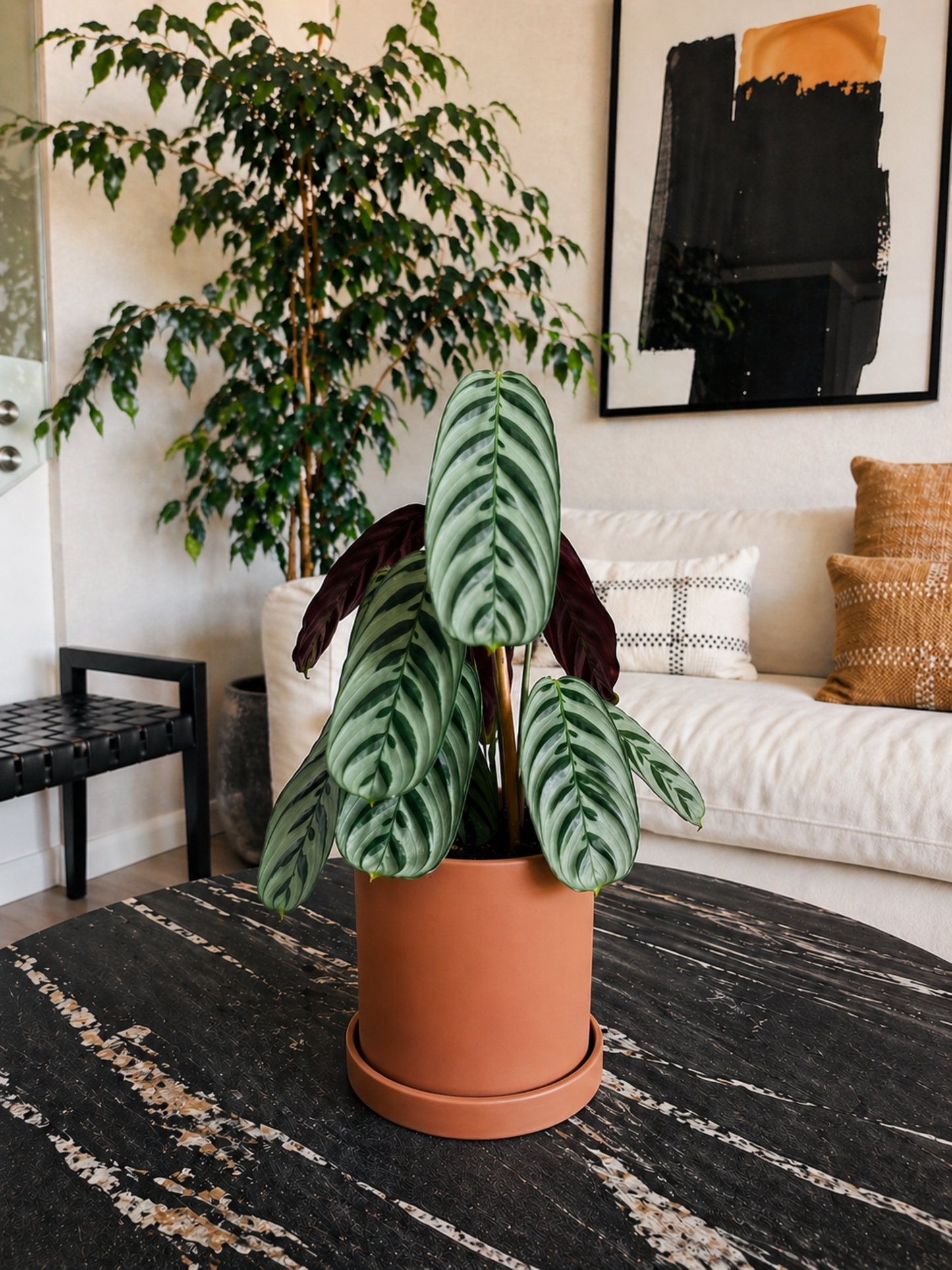 Calathea Calathea Burle-Marxii + Macetero Nórdico - Elige tu color