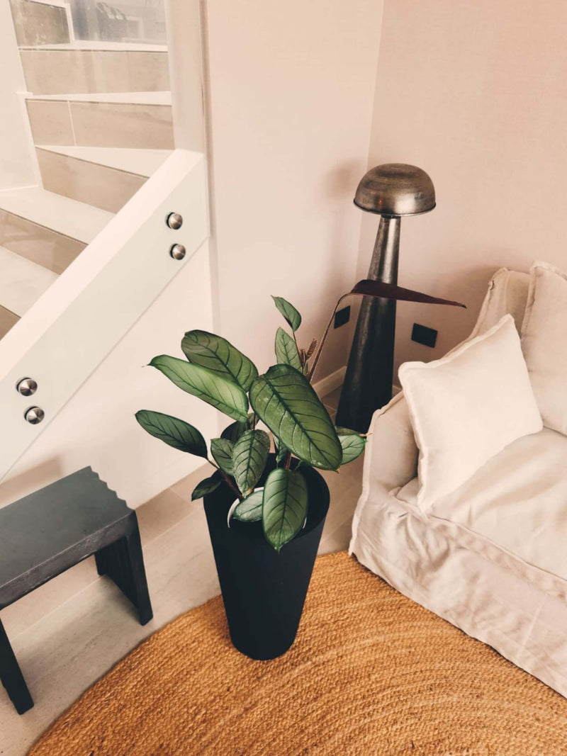 Calathea Grey Star + Macetero Torre - Elige tu color