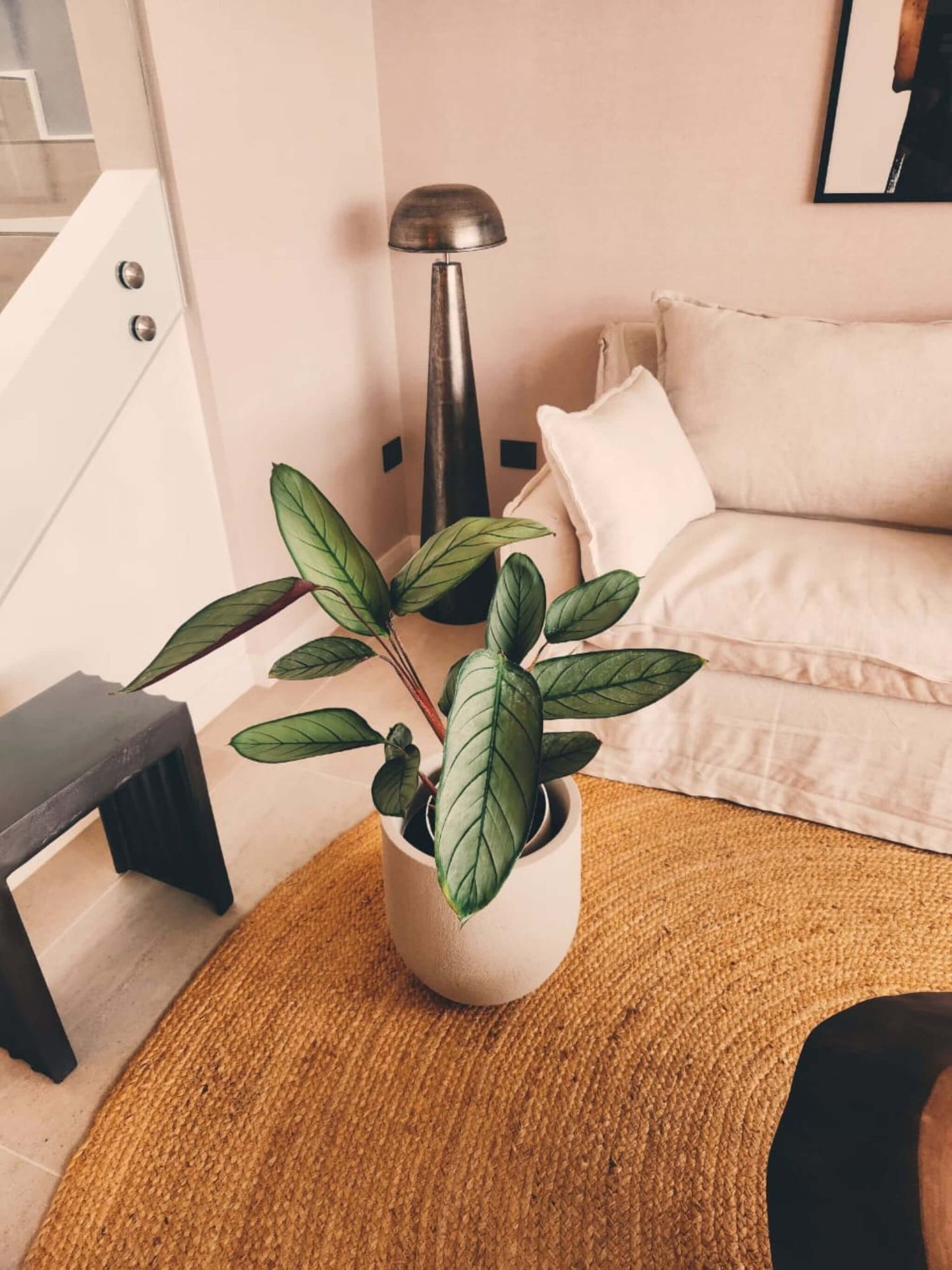 Calathea Grey Star