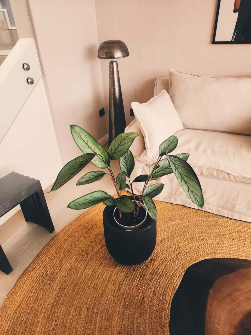 Calathea Grey Star