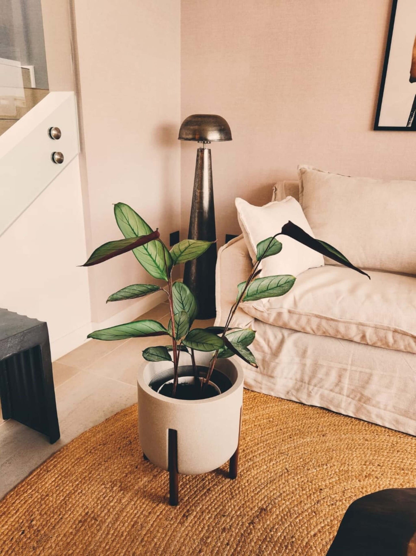 Calathea Grey Star