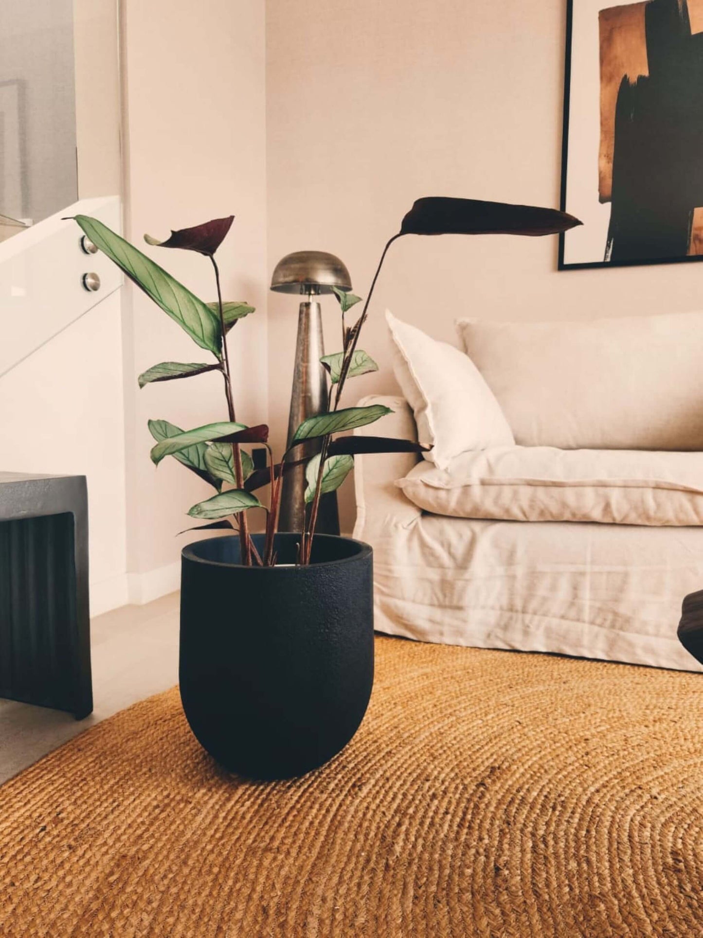 Calathea Grey Star
