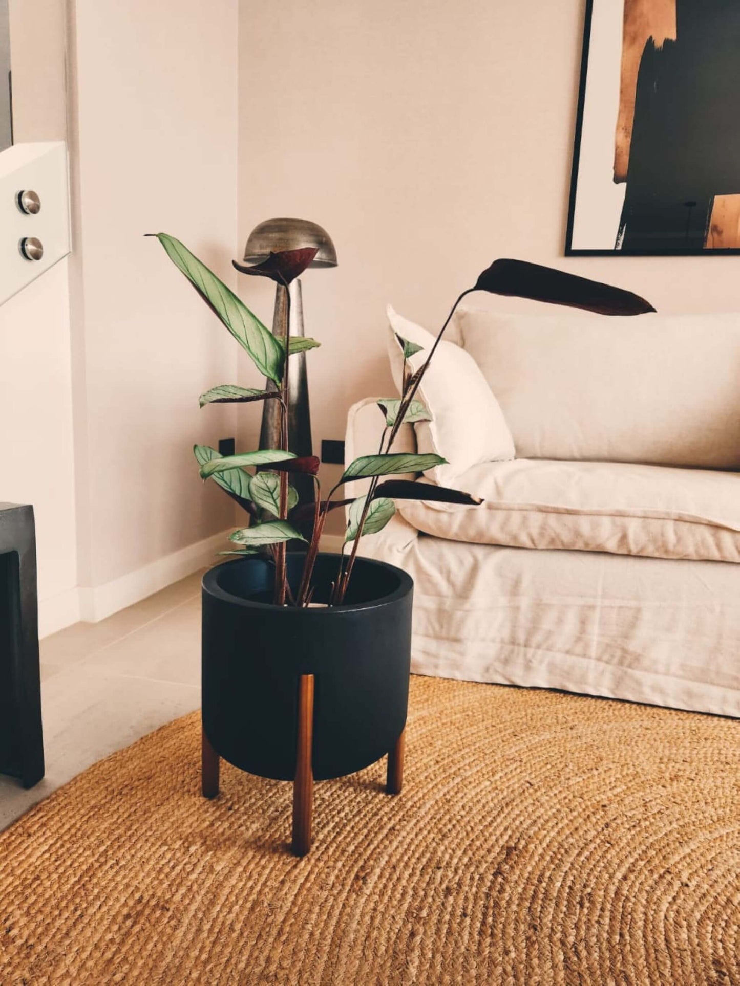 Calathea Grey Star