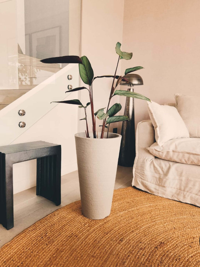 Calathea Grey Star + Macetero Torre - Elige tu color