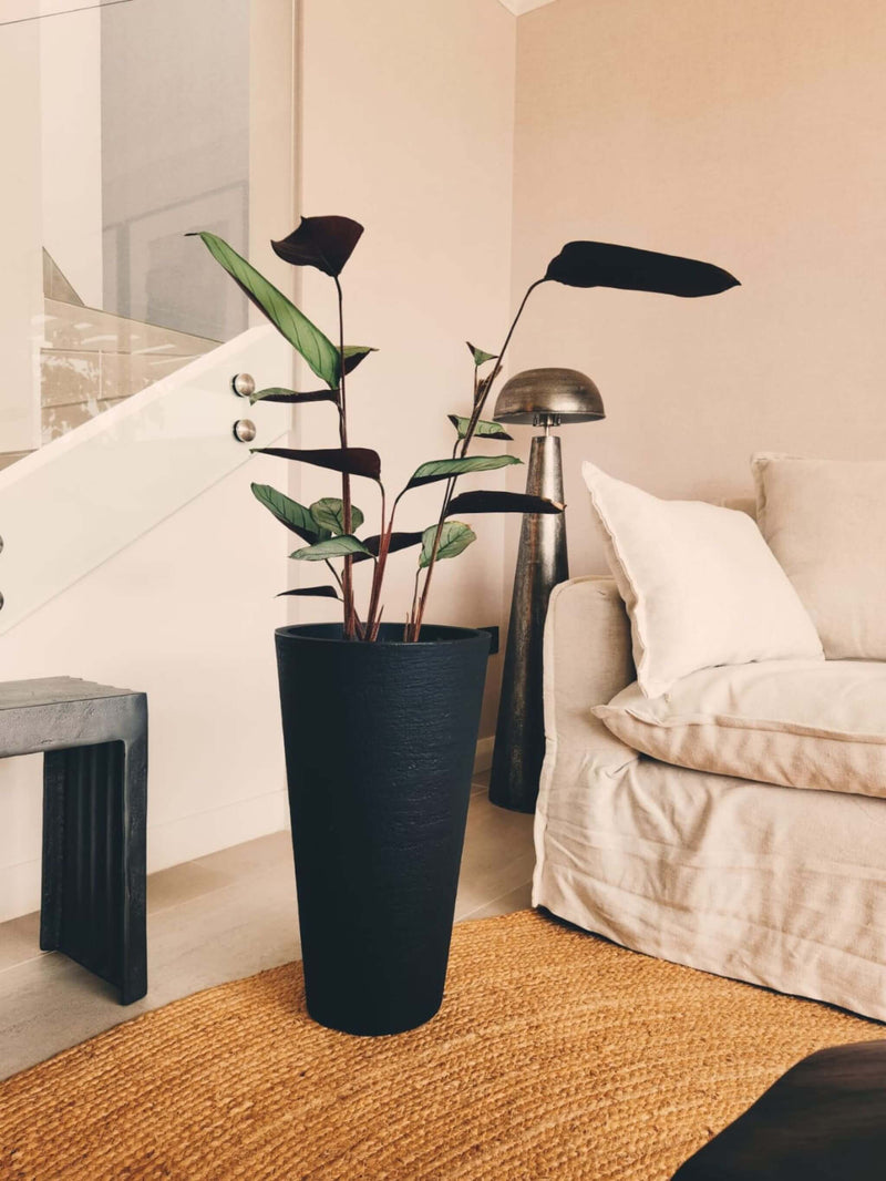 Calathea Grey Star + Macetero Torre - Elige tu color