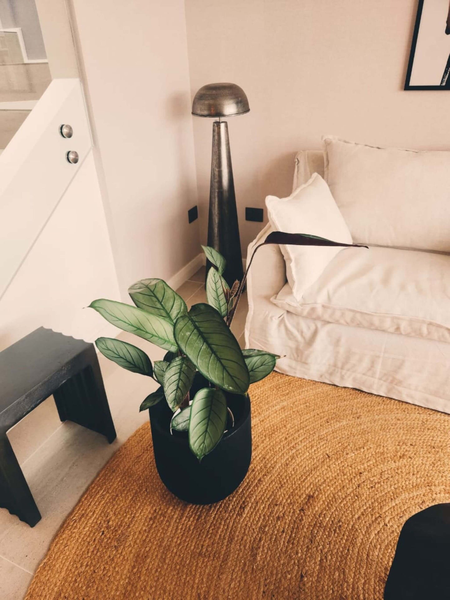 Calathea Grey Star