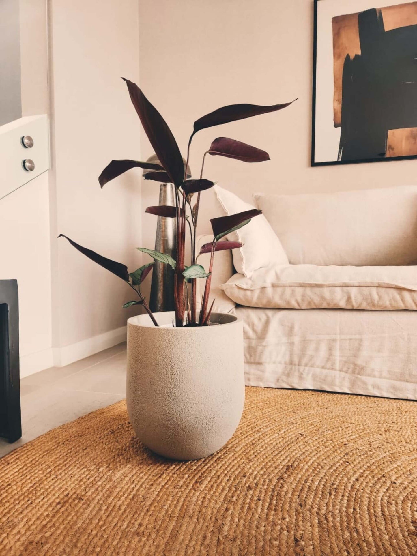 Calathea Grey Star