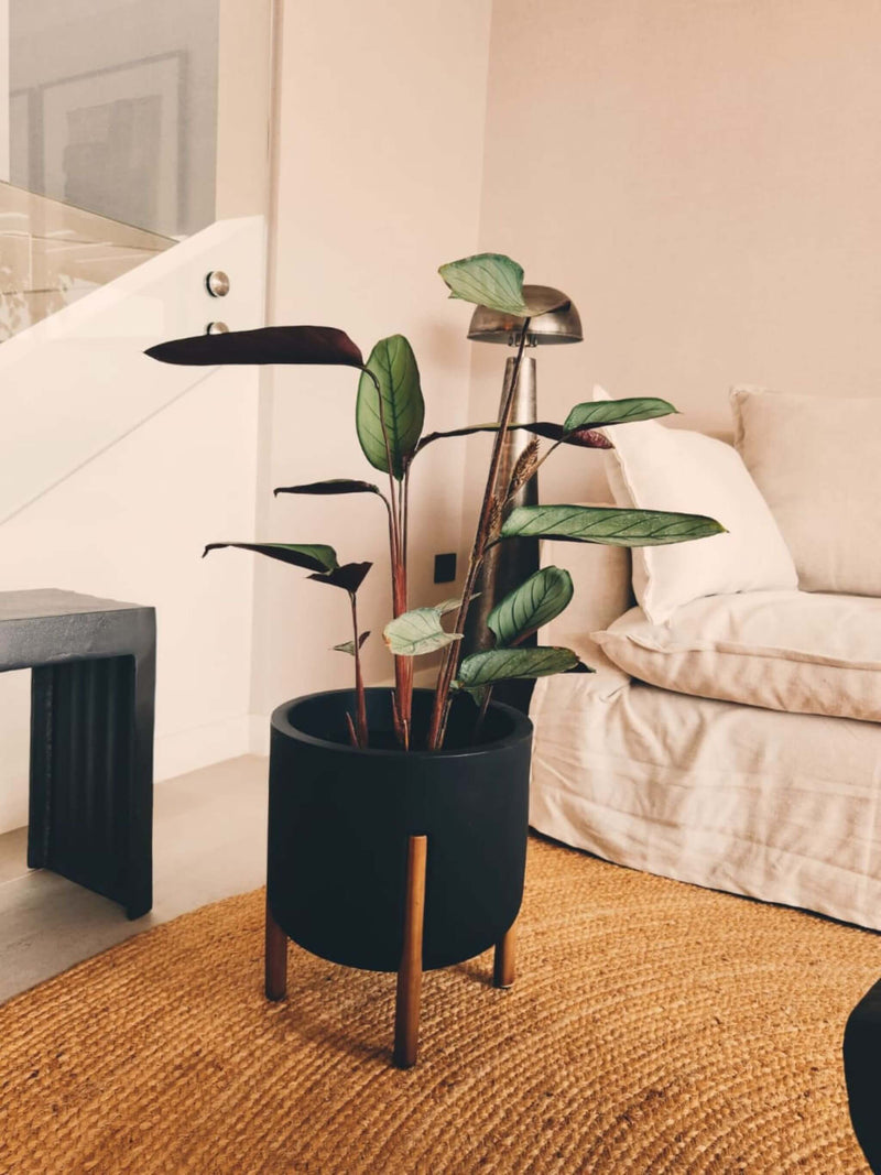 Calathea Grey Star