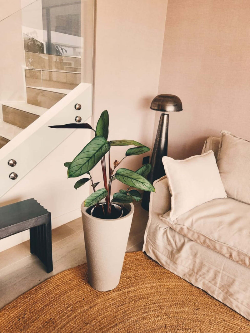 Calathea Grey Star