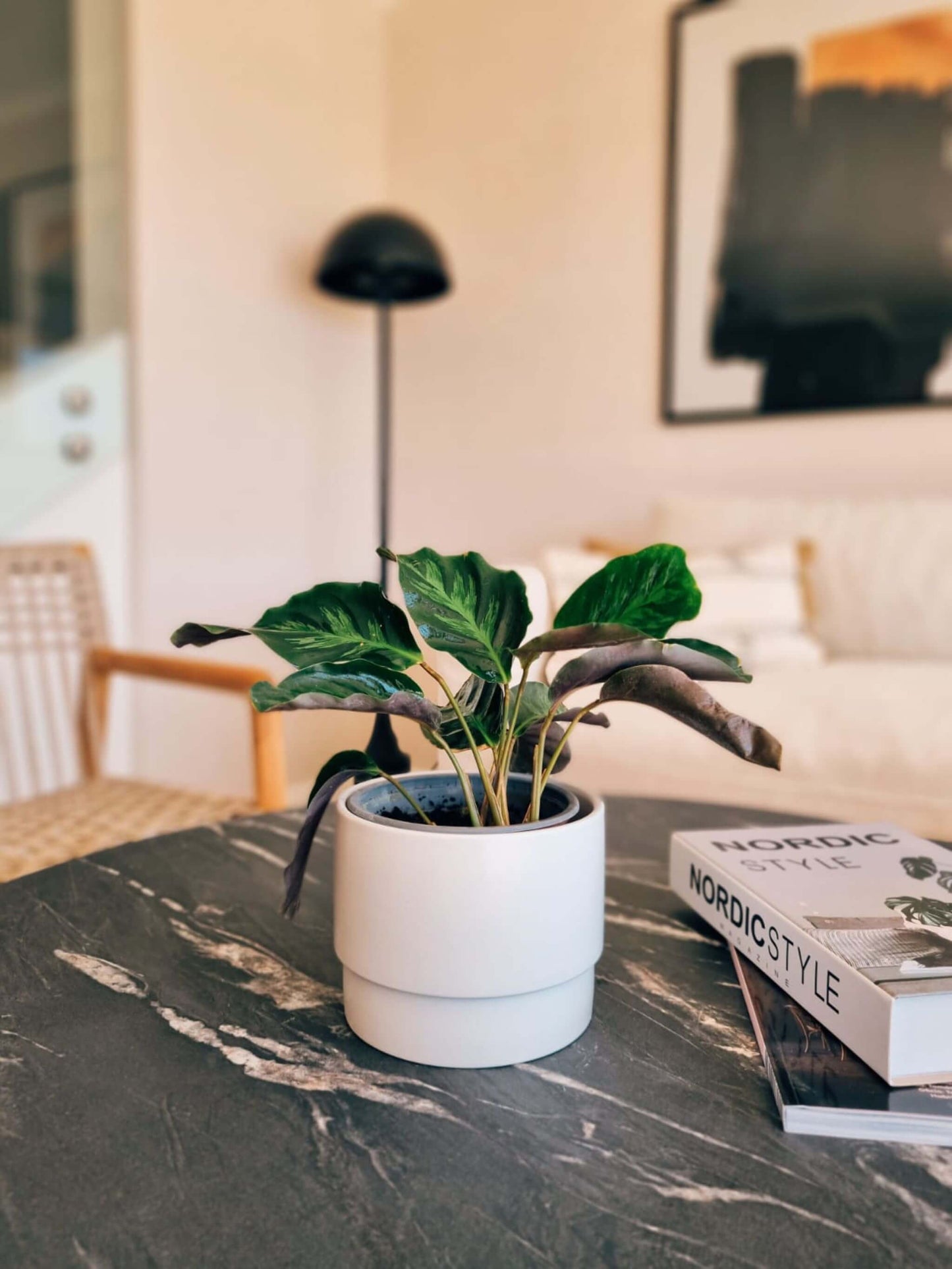 Calathea Lietzei