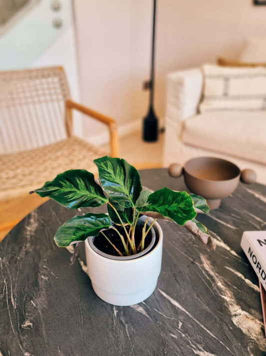 Calathea Lietzei