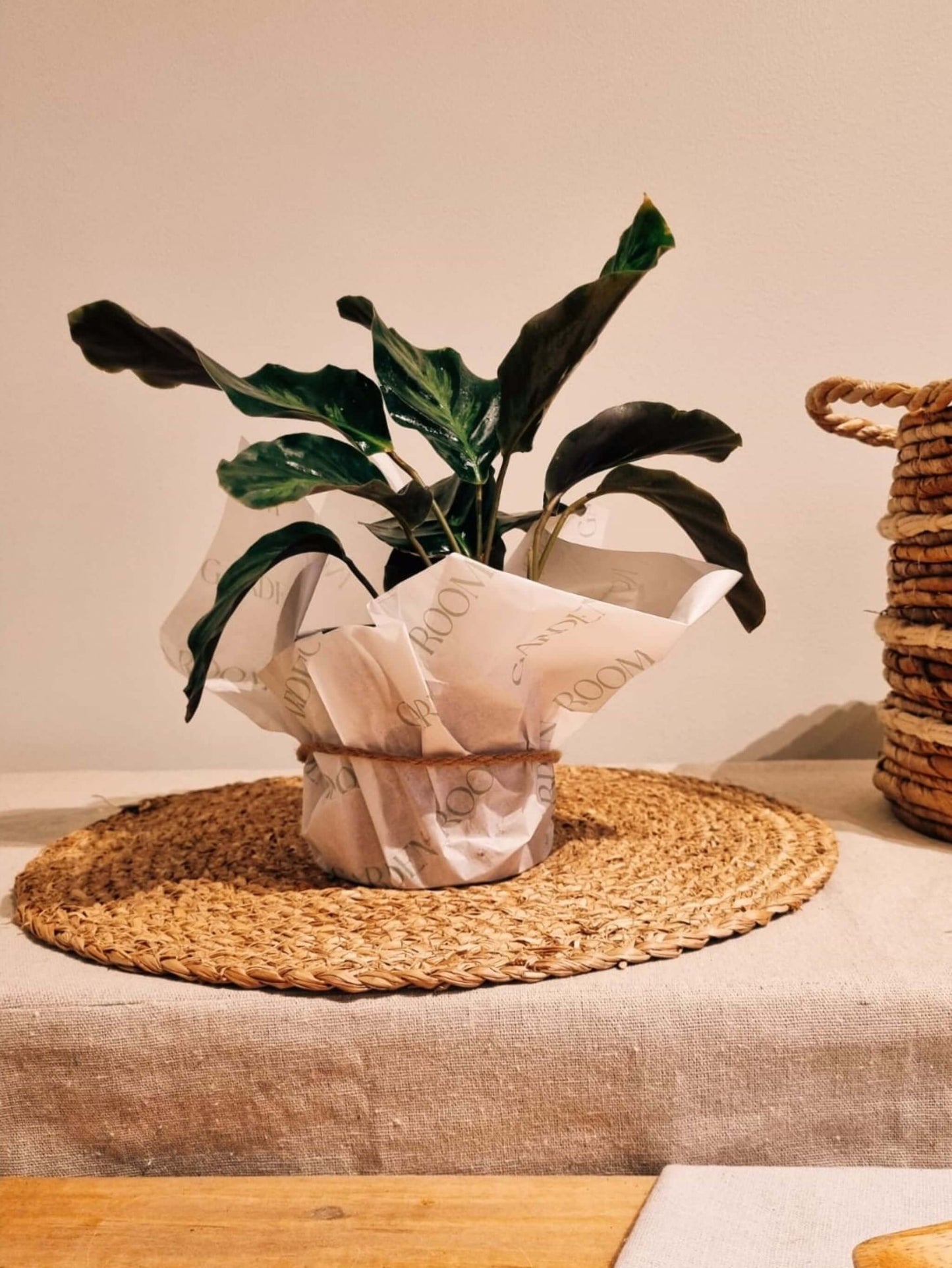 Calathea Lietzei para regalo