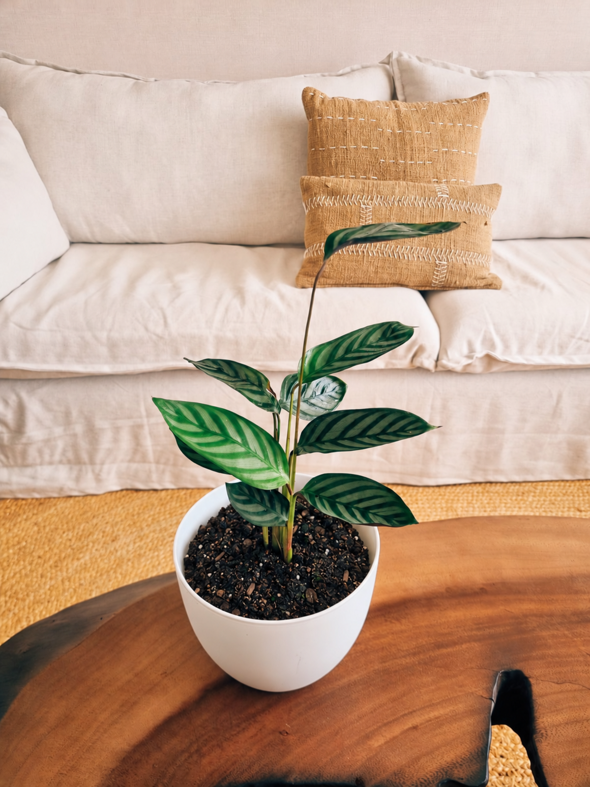 Calathea Setosa + Macetero Cuenco - Elige tu color