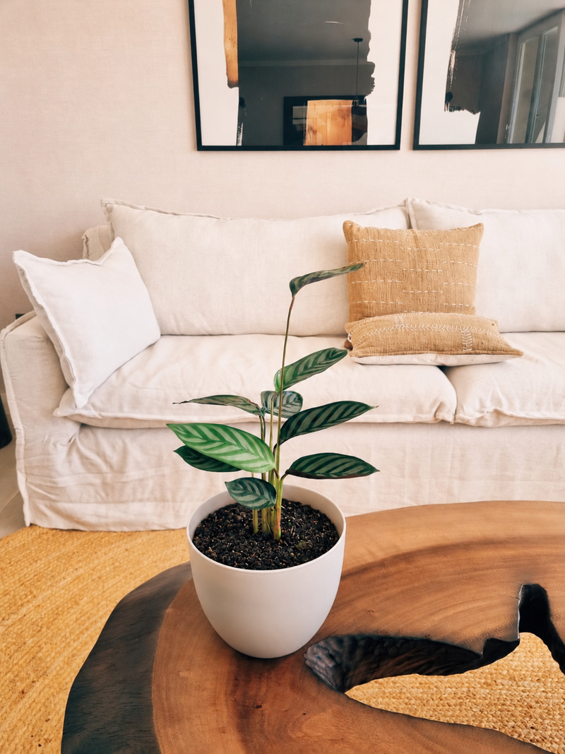 Calathea Setosa + Macetero Cuenco - Elige tu color