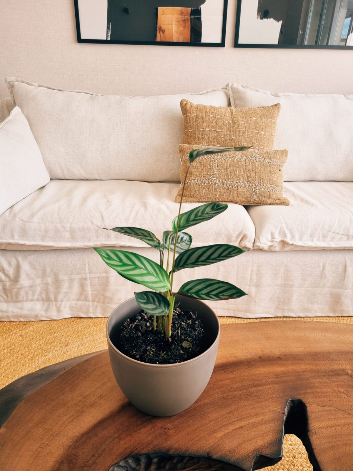 Calathea Setosa + Macetero Cuenco - Elige tu color