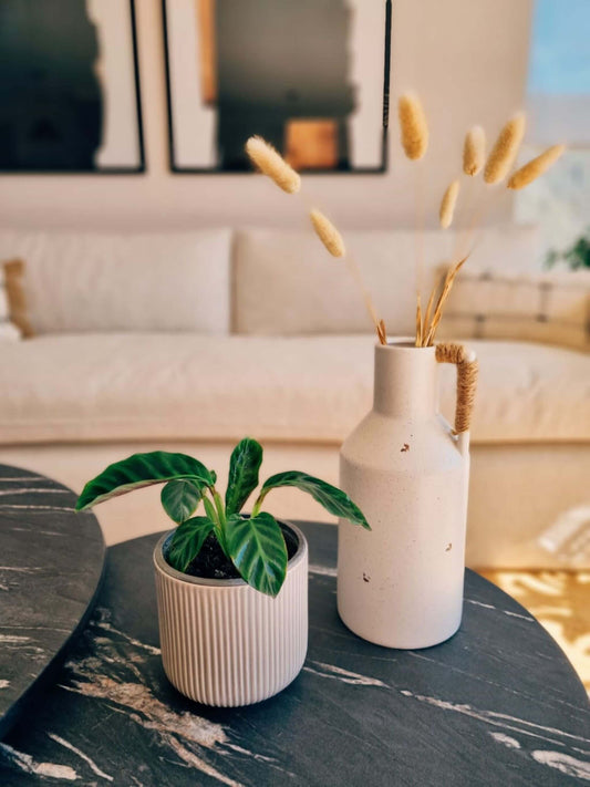 Calathea Zebrina Ambientada