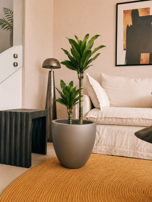 Dracena Golden Dream Dúo XL
