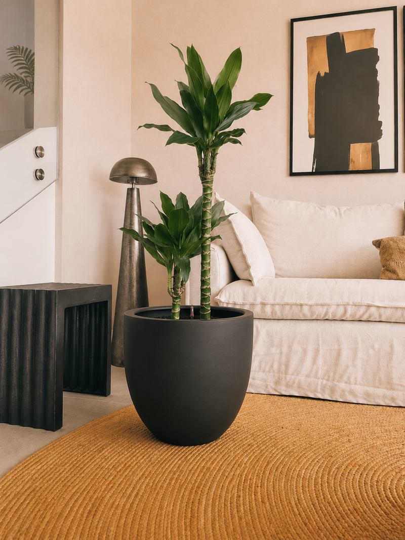 Dracena Golden Dream Dúo XL + Macetero Autorregante Origen - Elige tu color