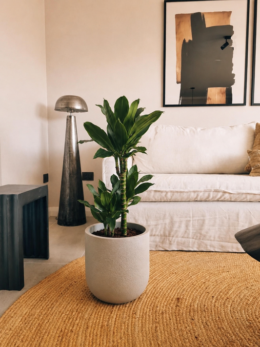 Dracena Golden Dream Dúo + Macetero Bruma - Elige tu color