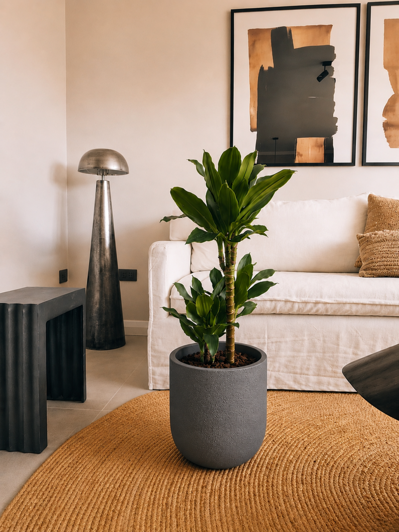 Dracena Golden Dream Dúo + Macetero Bruma - Elige tu color