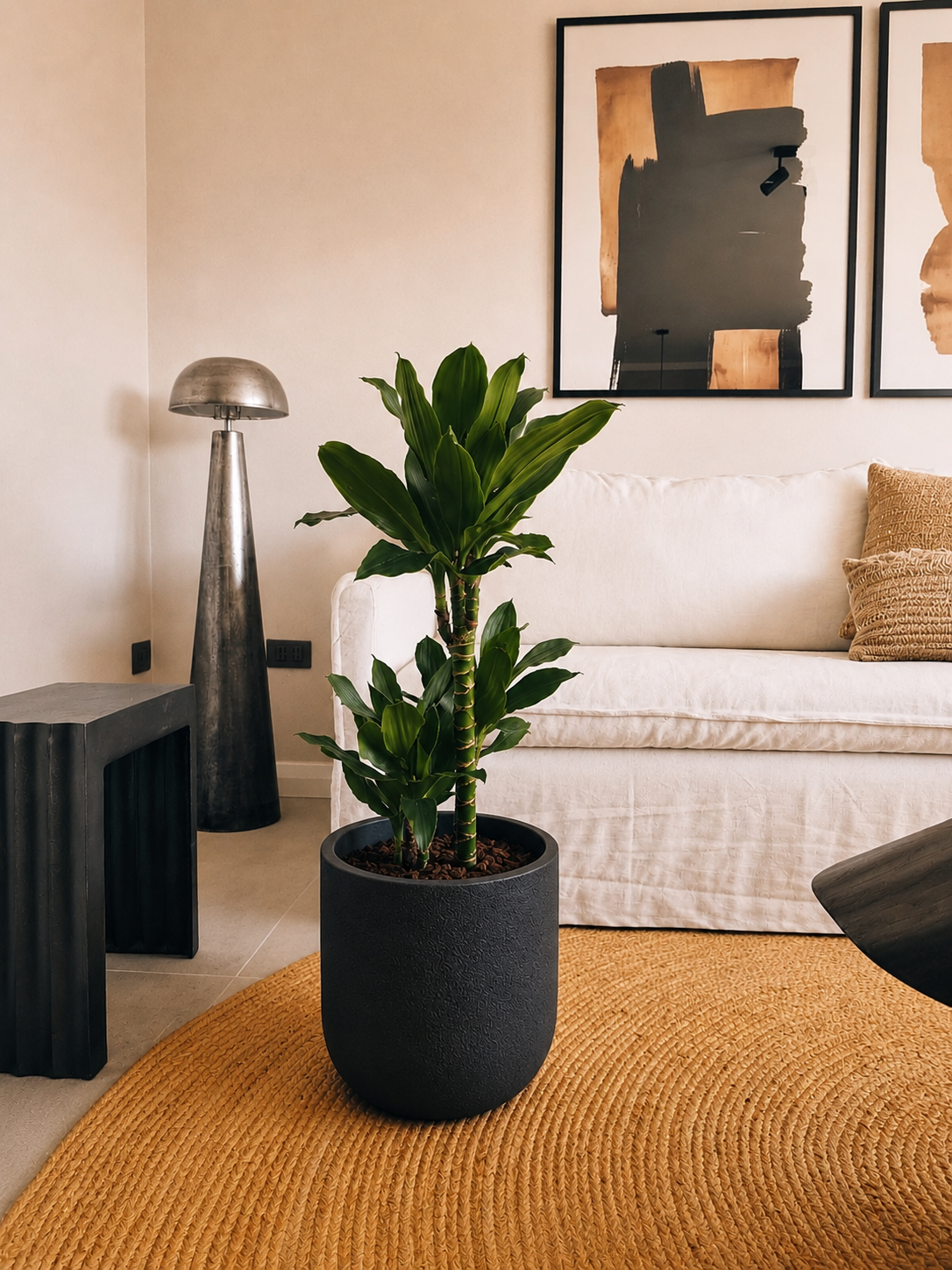 Dracena Golden Dream Dúo + Macetero Bruma - Elige tu color