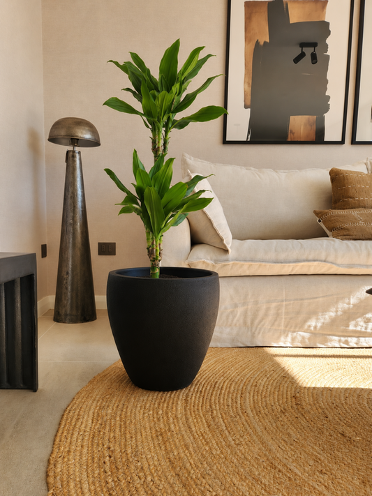 Dracena Golden Dream Dúo + Macetero Cónico Negro