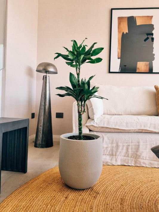 Dracena Golden Dream Dúo XL + Macetero Bruma - Elige tu color