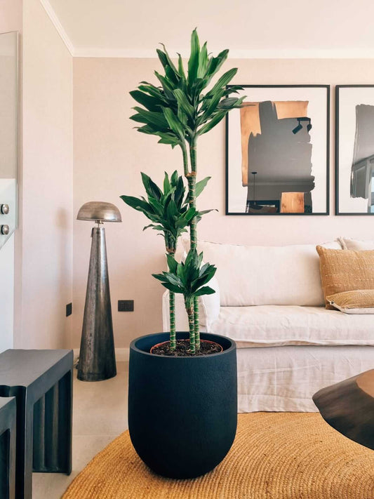 Dracena Golden Dream Trio XXL + Macetero Bruma - Elige tu color