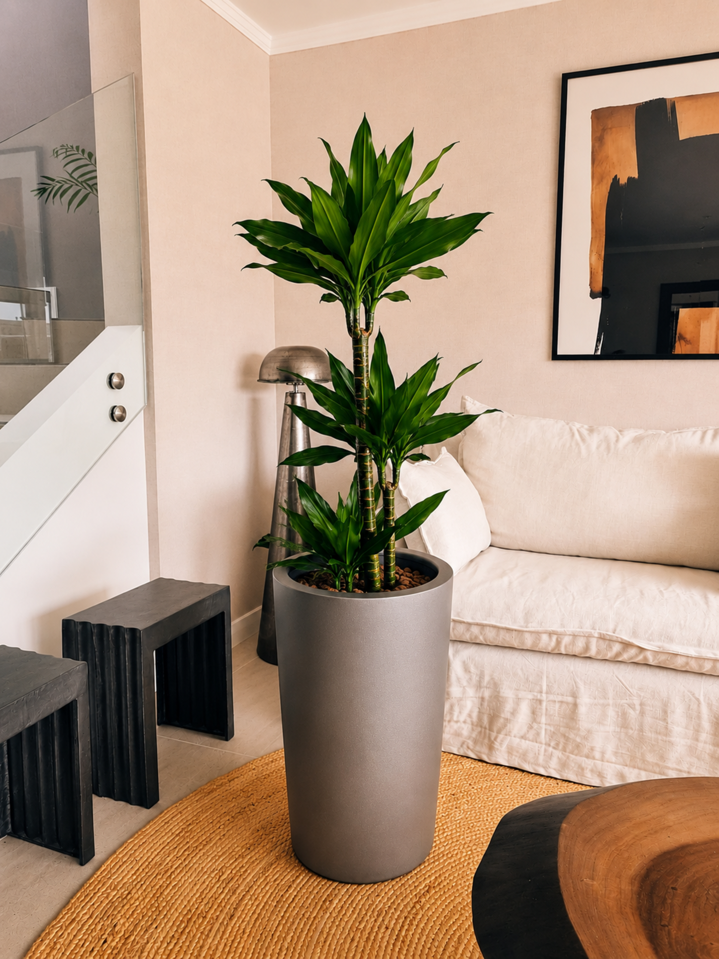 Dracena Golden Dream Trio + Macetero Autorregante Alto - Elige tu color