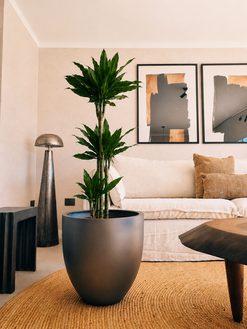 Dracena Golden Dream Trio + Macetero Autorregante Origen - Elige tu color