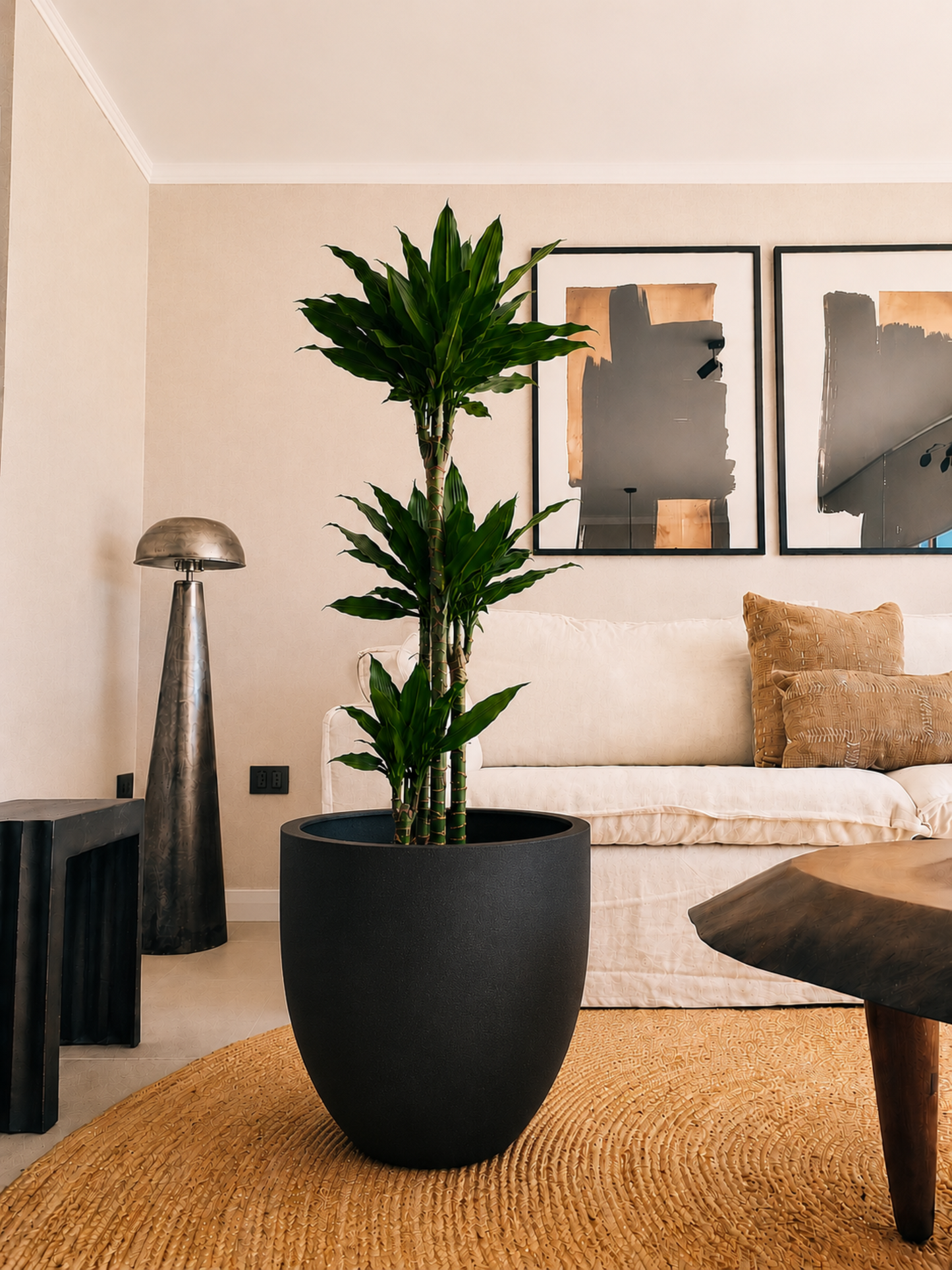 Dracena Golden Dream Trio + Macetero Autorregante Origen - Elige tu color