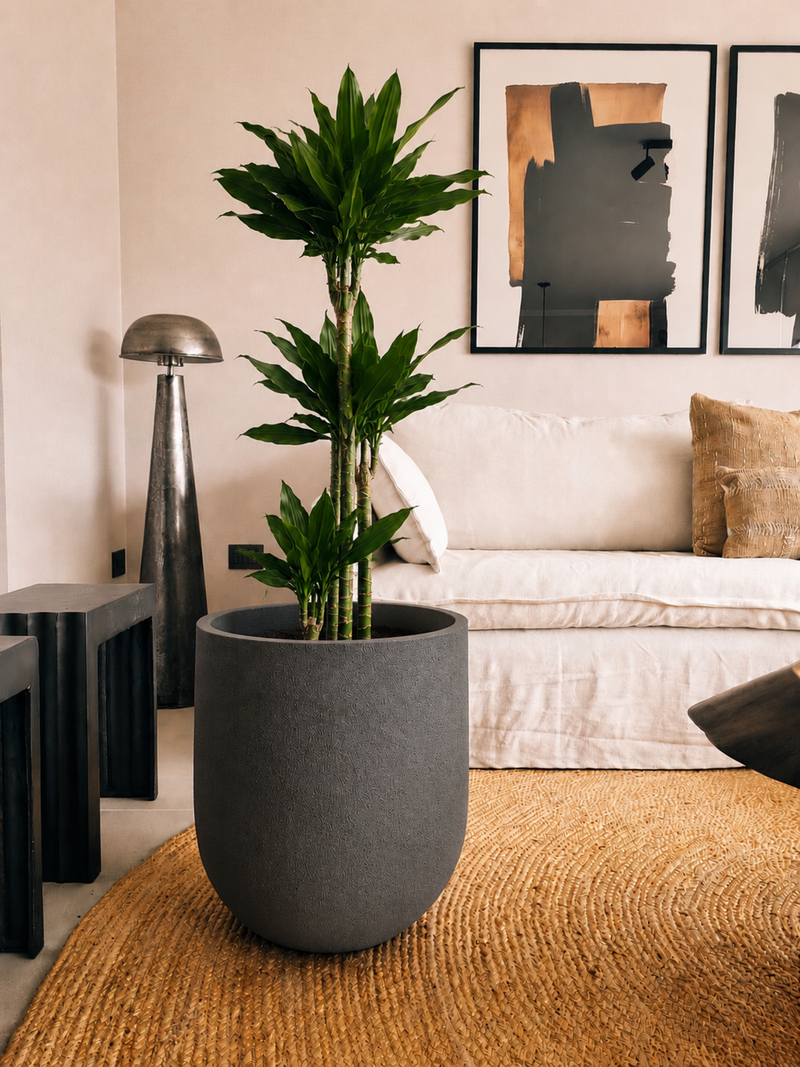 Dracena Golden Dream Trio
