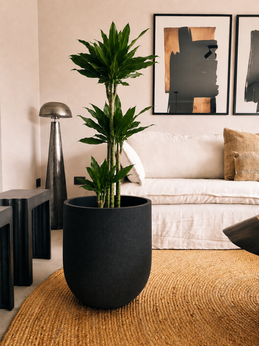 Dracena Golden Dream Trio + Macetero Bruma - Elige tu color